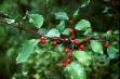 buckthorn.jpg