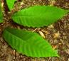 chestnutleaf.jpg