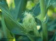 cornsilk.jpg